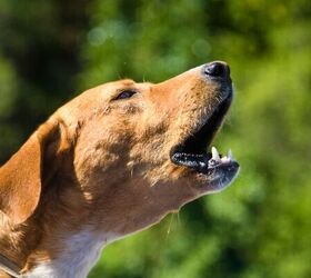 3 things dogs do that drive us slightly crazy