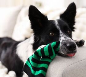 3 things dogs do that drive us slightly crazy