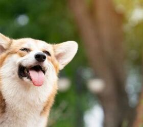 can dogs get sunburn 5 easy ways to protect your pet
