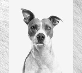 can dogs get sunburn 5 easy ways to protect your pet, Image via Canva