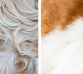 can dogs get sunburn 5 easy ways to protect your pet, Image via Canva