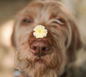 can dogs get sunburn 5 easy ways to protect your pet, Image via Canva