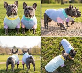 can dogs get sunburn 5 easy ways to protect your pet, Spark Paws Sunblock Dog T Shirt image via Amazon