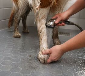 the benefits of a designated dog shower and how to get it right