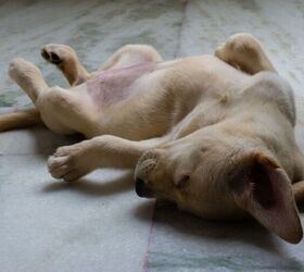 5 weird dog behaviors that are actually totally normal, Image via Canva