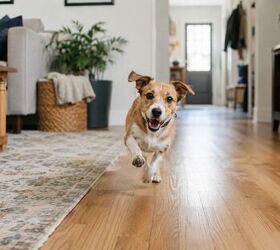 5 weird dog behaviors that are actually totally normal