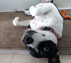 5 weird dog behaviors that are actually totally normal, Image via Canva