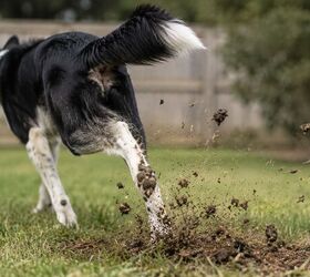 5 weird dog behaviors that are actually totally normal