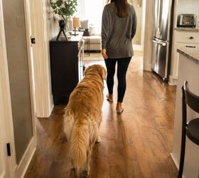 5 weird dog behaviors that are actually totally normal