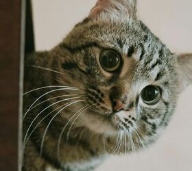 3 sneaky ways cats seek your attention