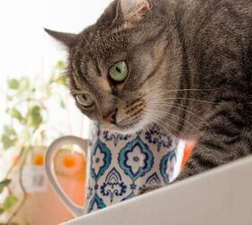 3 sneaky ways cats seek your attention