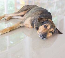 Dog Anemia. What Is It and How Do You Treat It?
