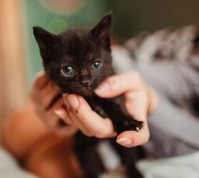 Getting a New Kitten? Do This to Prepare Your Home
