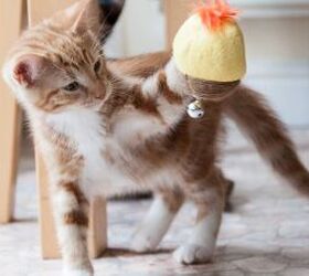 getting a new kitten do these 3 things to prepare your home