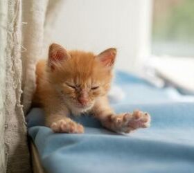 getting a new kitten do these 3 things to prepare your home
