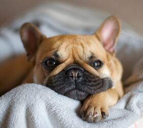 Some Countries Are Seeing a Decline in Popularity of Flat-Faced Dogs