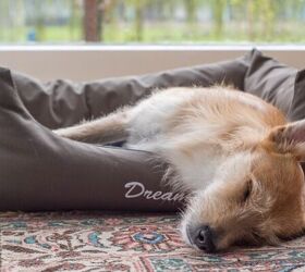 5 Comfy Dog Beds Your Pup Will Love