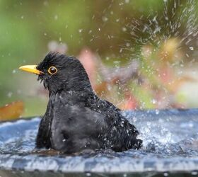 how to help wildlife during a heatwave