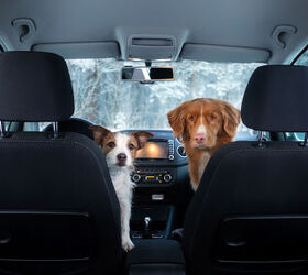Hitting the Road with a Senior Dog Doesn't Have to Be That Hard.