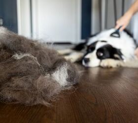 how to groom a nervous dog at home calming tips and the right tools, Photo credit Leszek Glasner Shutterstock com