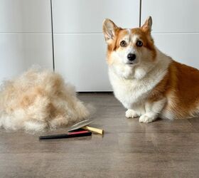 How to Groom a Nervous Dog at Home: Calming Tips and the Right Tools