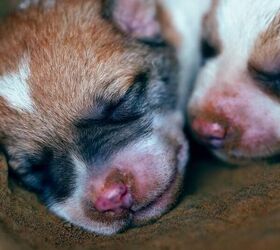 This Vlogger Found a Newborn Puppy Outside!