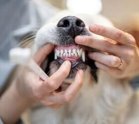 Canine Dental Health: Is Brushing Your Dog’s Teeth Necessary?