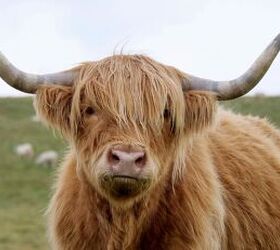 This Fluffy Highland Cow Was the Ultimate Surprise