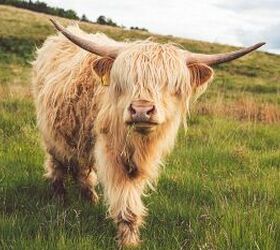 this fluffy highland cow was the ultimate surprise