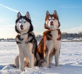 6 things to know before bringing home a husky, Image via Canva