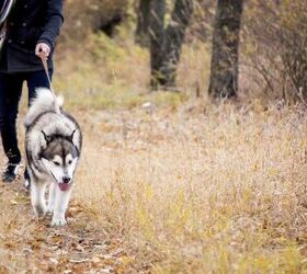 6 things to know before bringing home a husky, Image via Canva