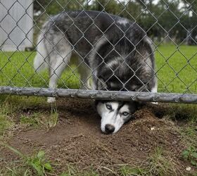 6 things to know before bringing home a husky