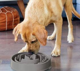 6 things to know before bringing home a husky, Outward Hound Fun Feeder Slo Bowl Image via Amazon