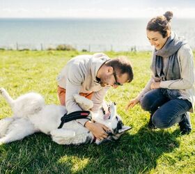 6 things to know before bringing home a husky, Image via Canva