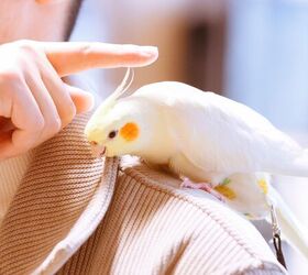 National Pet Bird Day Returns September 17 With a New Contest