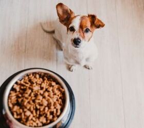 How to Choose the Best Spot for Your Pet’s Food Bowls