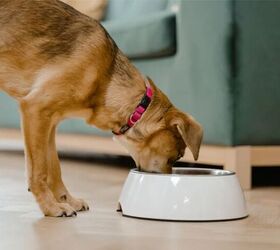 how to choose the best spot for your pets food bowls, Image via Canva
