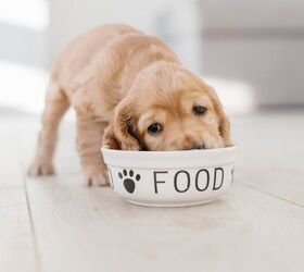 how to choose the best spot for your pets food bowls, Image via Canva