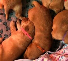 this vlogger helped his golden retriever welcome her adorable 11 pups