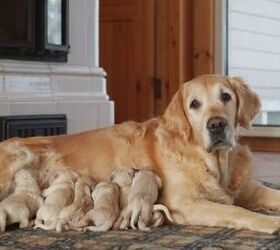 This Vlogger Helped His Golden Retriever Welcome Her Adorable 11 Pups