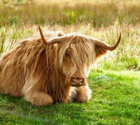This Gorgeous Cow Was a Big Surprise