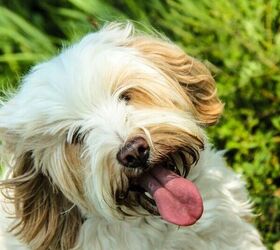 These Silly Pet Videos Will Brighten Your Day