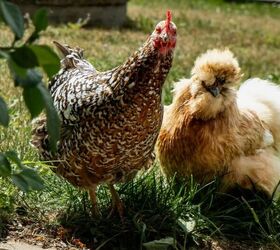 Building a Chicken Coop? You’ll Wish You Made These Upgrades Sooner