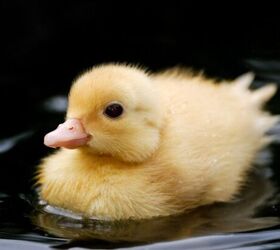 Watch These Ducks Discover Their Love For Swimming