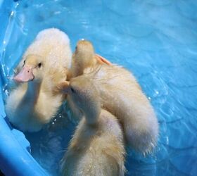 watch these ducks discover their love for swimming