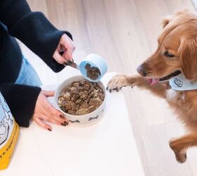how the pets table s fresh dog food supports healthy digestion