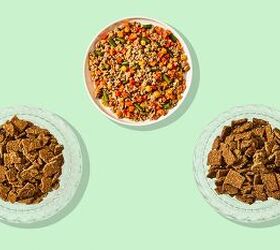 how the pets table s fresh dog food supports healthy digestion