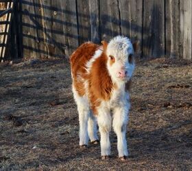 this baby cow has the sweetest morning routine