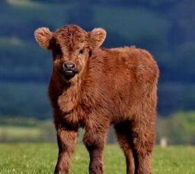 this baby cow has the sweetest morning routine