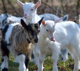 These Baby Goats Are Seriously Excited for Feeding Time